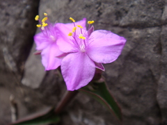 Callisia navicularis
