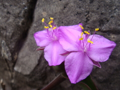 Callisia navicularis