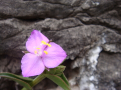 Callisia navicularis