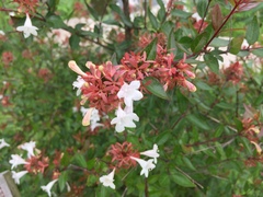 Zabelia mosanensis