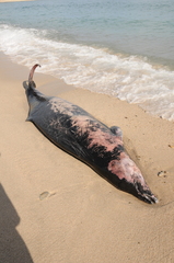 Mesoplodon peruvianus