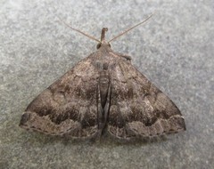 Phalaenostola larentioides