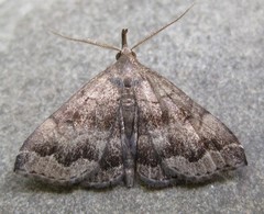 Phalaenostola larentioides