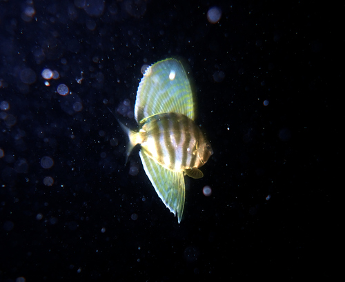 Sailfin velifer (Velifer hypselopterus) — Veliferidae