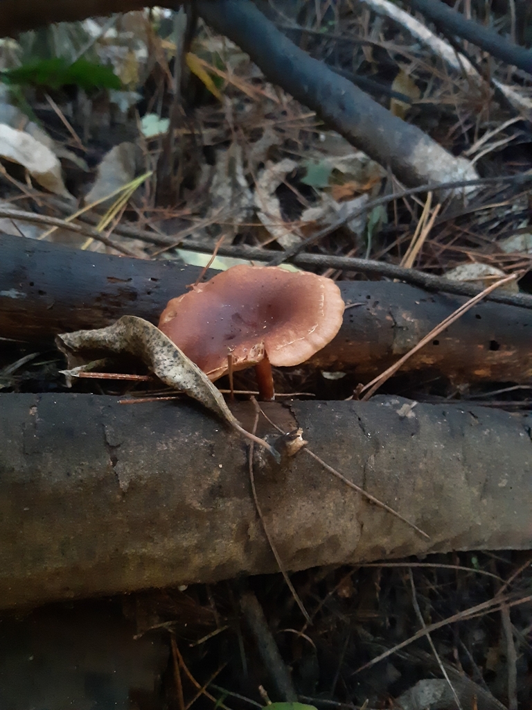 Pholiota multicingulata · April 2025 · photo: © georgecox (iNaturalist, cc0)