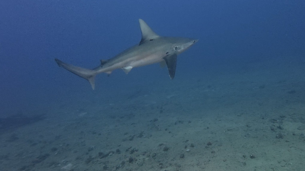 Sandbar shark with its tall dorsal fin over a sandy seabed in Hawaiʻi