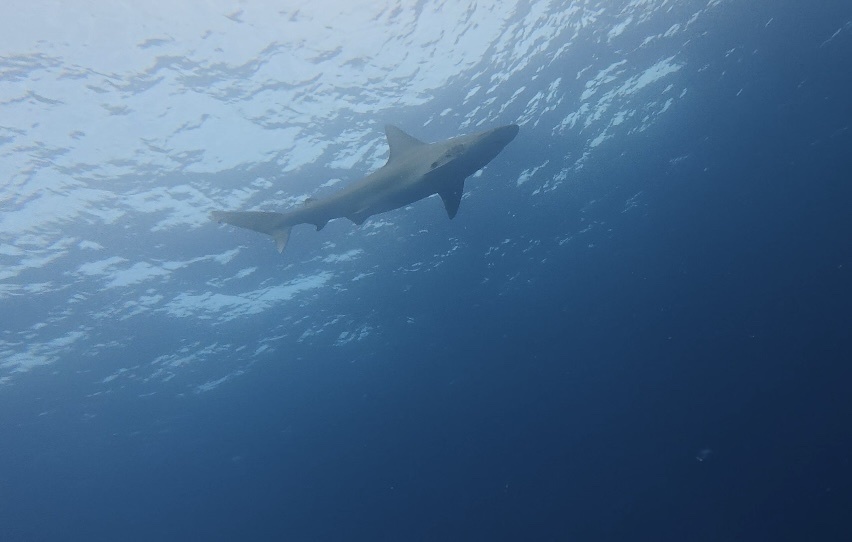 Sandbar shark seen from below near the surface