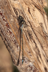 Enallagma novaehispaniae