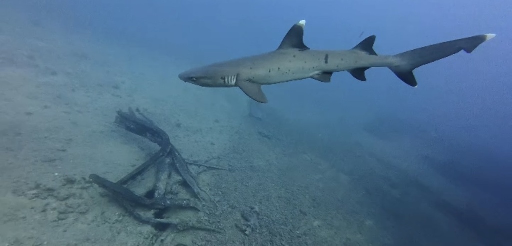 Whitetip reef shark cruising over sand