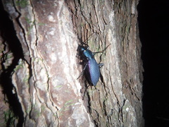 Carabus jankowskii