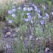 Blue Flax - Photo (c) Andrey Zharkikh, some rights reserved (CC BY)