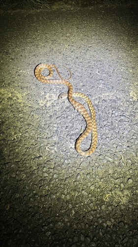 Brown Tree Snake sighting