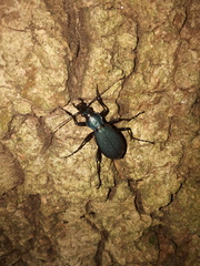 Carabus jankowskii