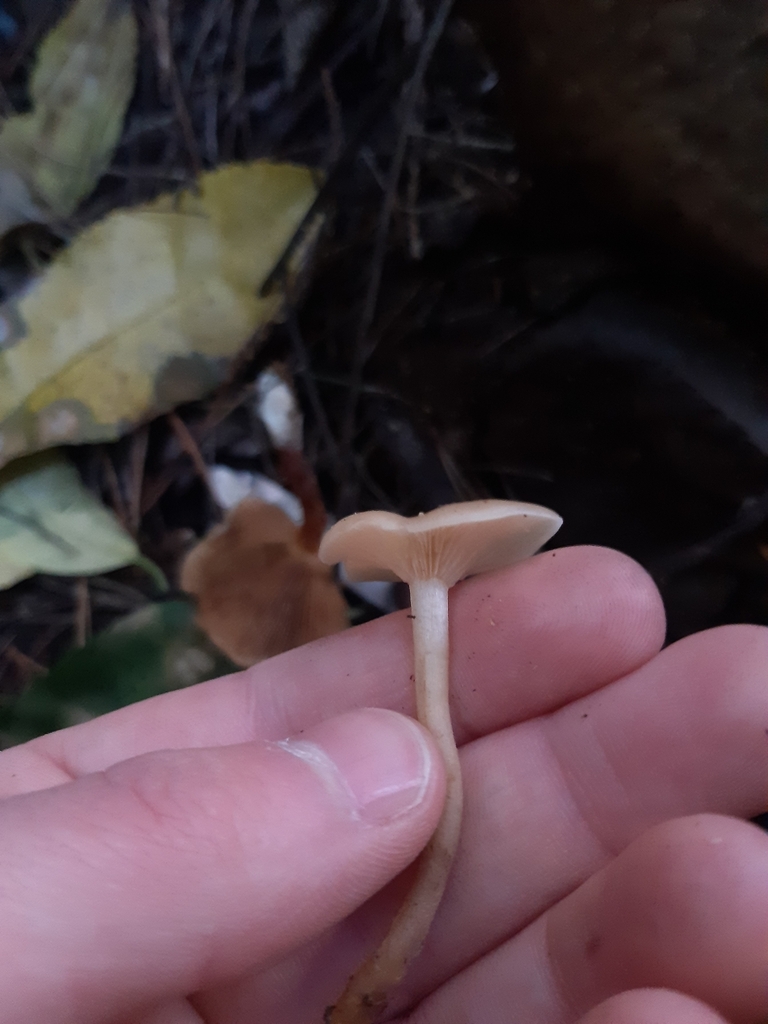 Singerocybe clitocyboides · April 2025 · photo: © georgecox (iNaturalist, cc0)