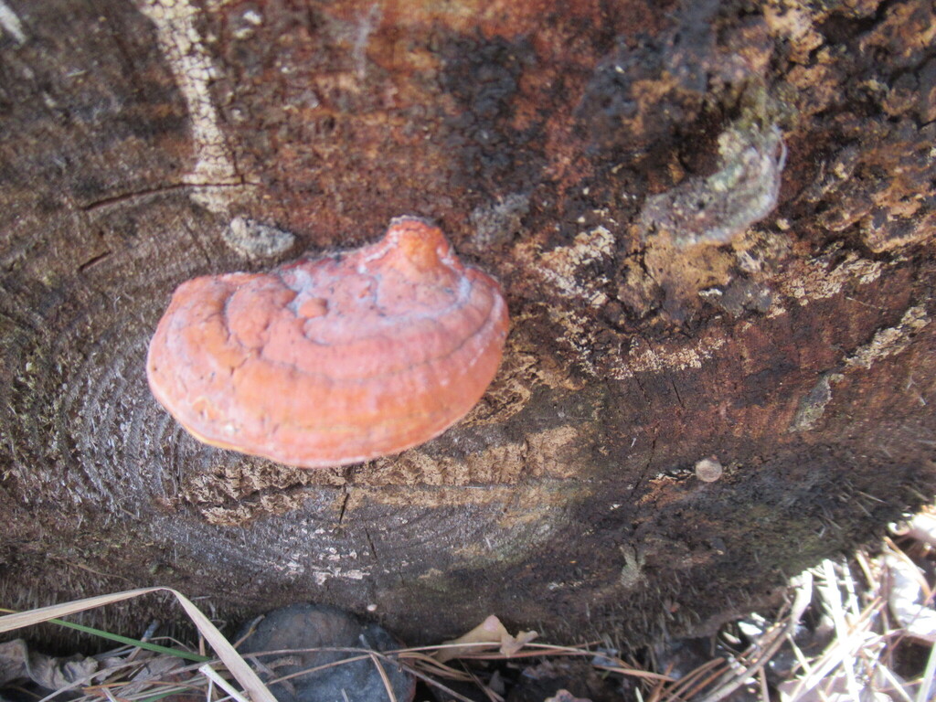 Fomitopsis pinicola · April 2025 · photo: © smsergey (iNaturalist, cc-by-nc)