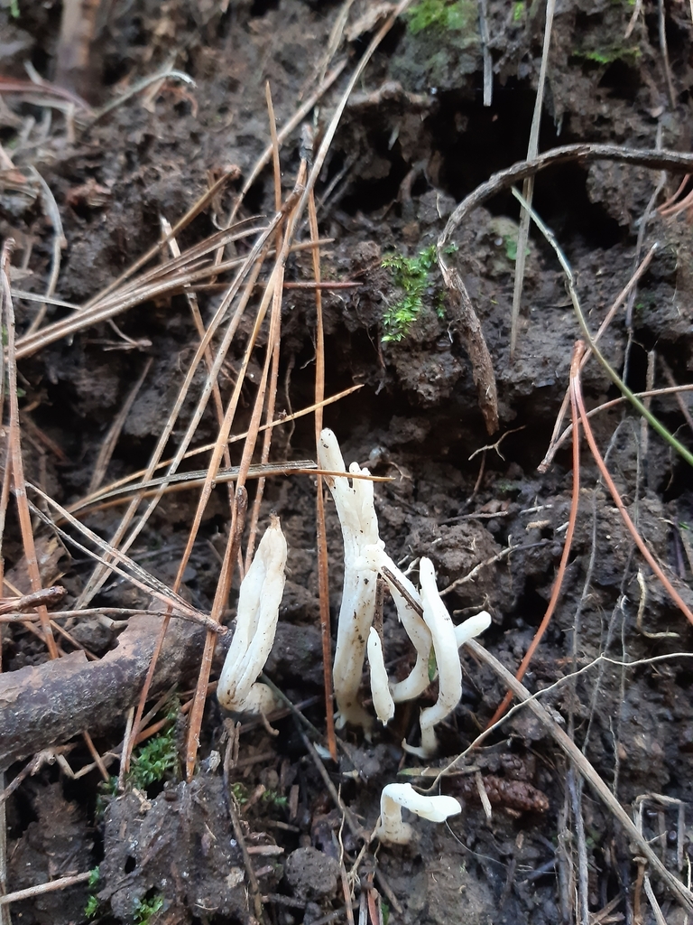 Clavulina rugosa · April 2025 · photo: © georgecox (iNaturalist, cc0)