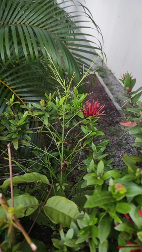 Image of Ixora coccinea by (c) Guillaume Delaitre, some rights reserved (CC BY)