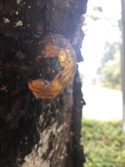 Pseudomonas