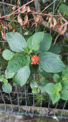 Lantana horrida