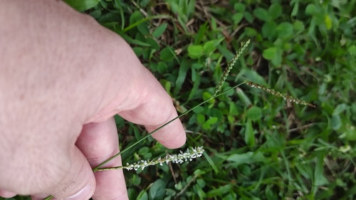Coastal sand paspalum (Paspalum maritimum)