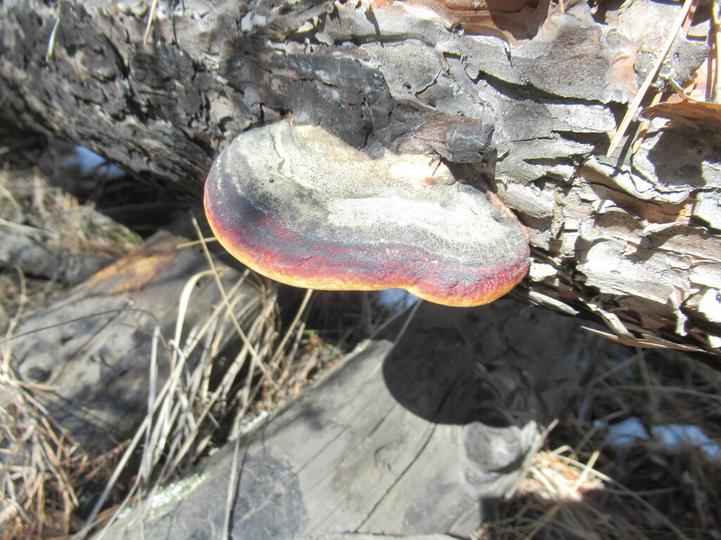 Fomitopsis pinicola · April 2025 · photo: © smsergey (iNaturalist, cc-by-nc)