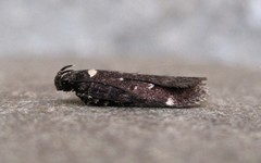Chionodes argentipunctella