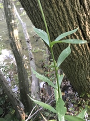 Lilium michiganense