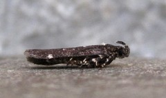 Chionodes argentipunctella
