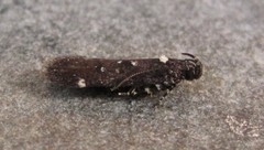 Chionodes argentipunctella