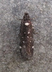 Chionodes argentipunctella
