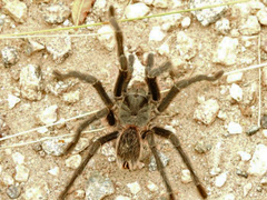Grammostola