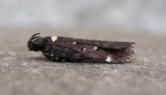 Chionodes argentipunctella