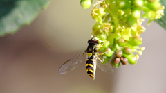 Allograpta hortensis