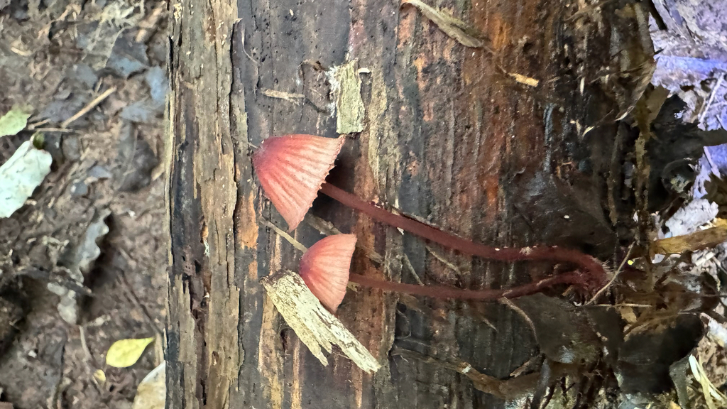 Mycena mariae · April 2025 · photo: © frankashwood (iNaturalist, cc-by)