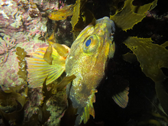 Helicolenus percoides