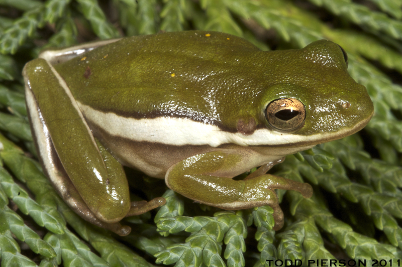 Green Tree Frog Frogs And Toads Of Virginia Inaturalist