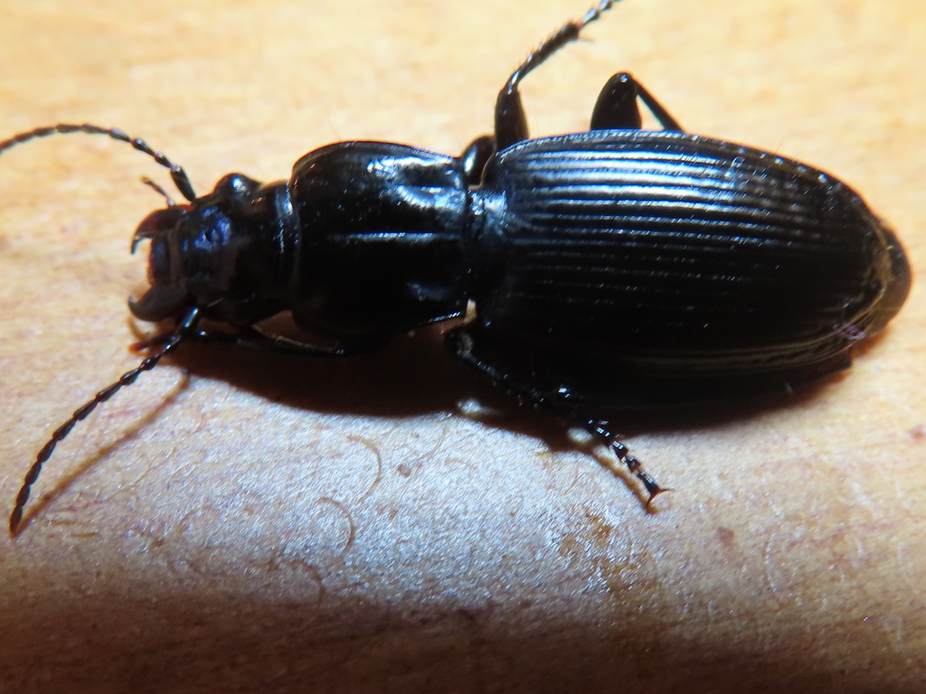 Neoferonia integrata