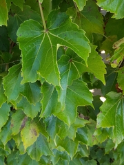 Parthenocissus tricuspidata