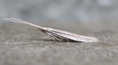 Coleophora borea