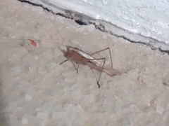 Conocephalus goianus