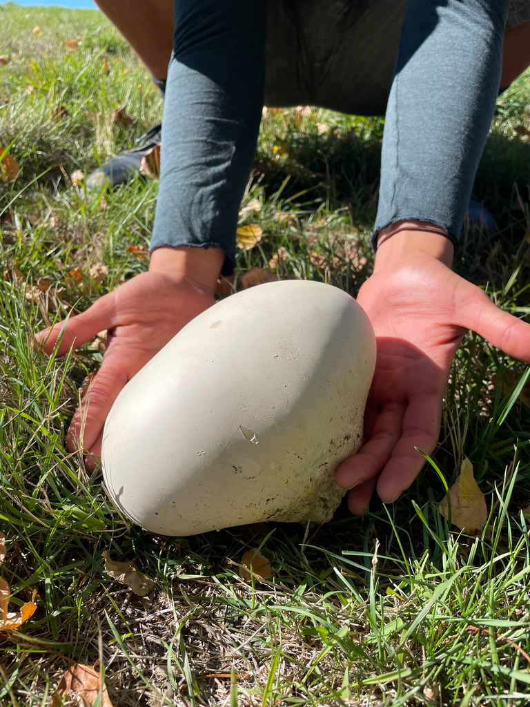 Calvatia gigantea · April 2025 · photo: © christian_waddingham (iNaturalist, cc0)
