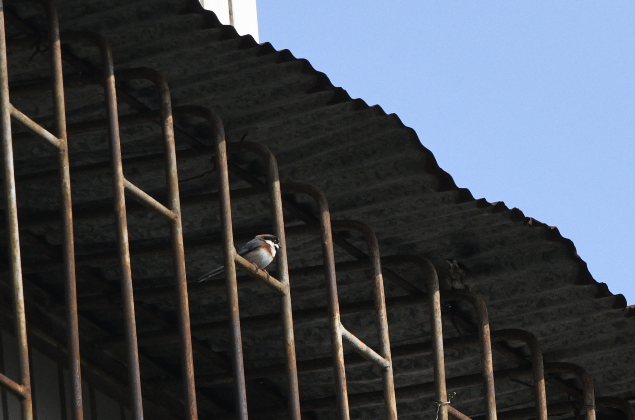 Black-throated Bushtit