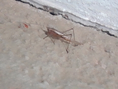 Conocephalus goianus