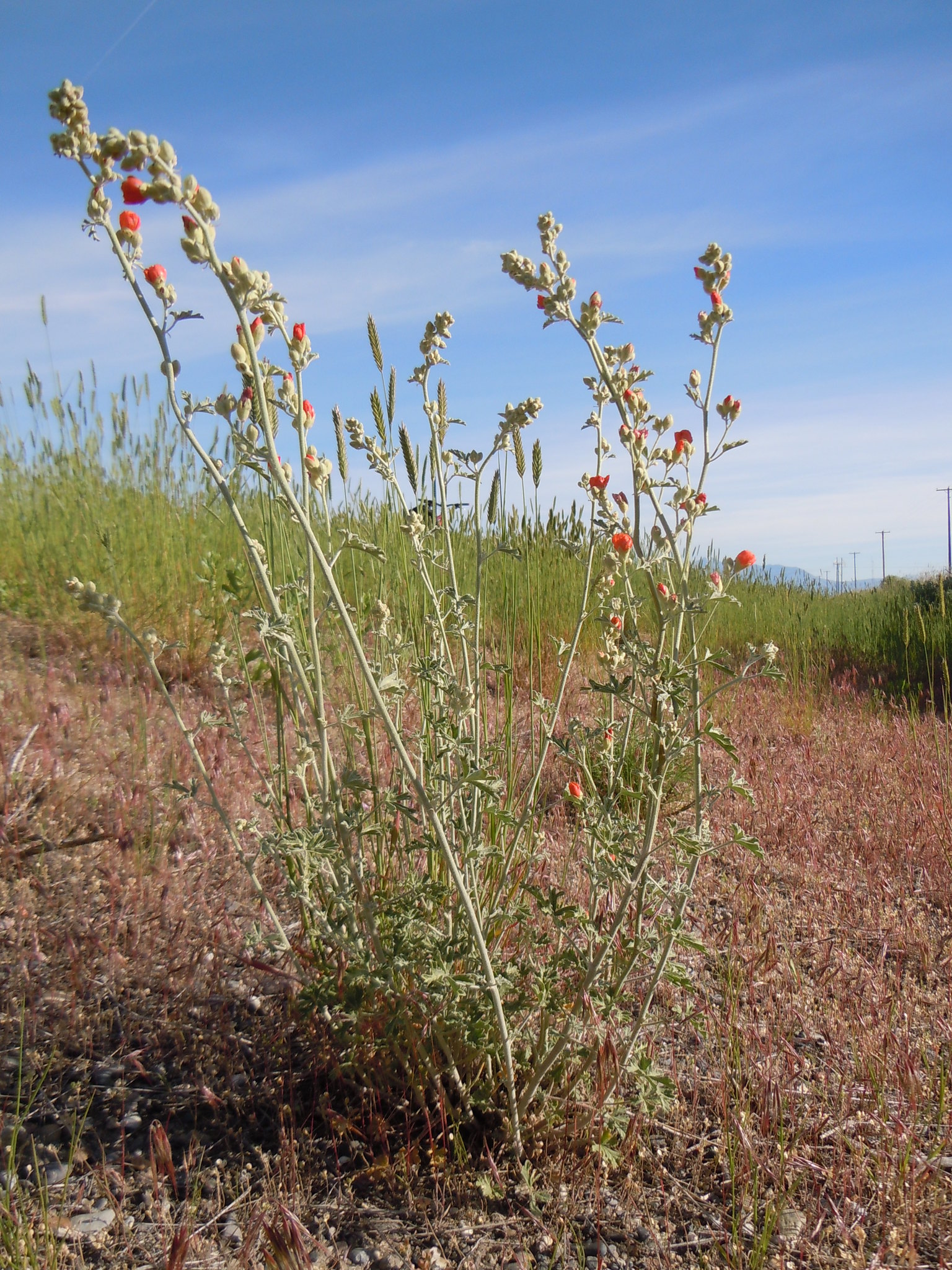 Sphaeralcea grossulariifolia