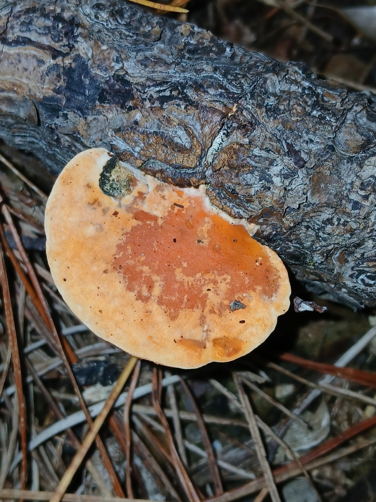 Trametes coccinea · April 2025 · photo: © naturewatchwidow (iNaturalist, cc-by)