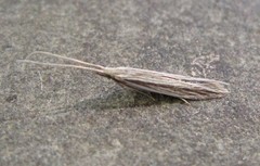 Coleophora borea