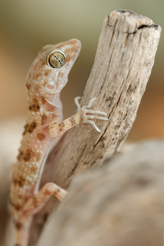 Caspian Bent-Toed Gecko