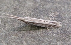 Coleophora borea