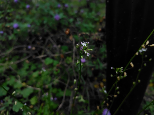 Image of Cardenala Azul (Lobelia cliffortiana) by (c) chiuluan, some rights reserved (CC BY)
