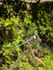 Libellula vibrans